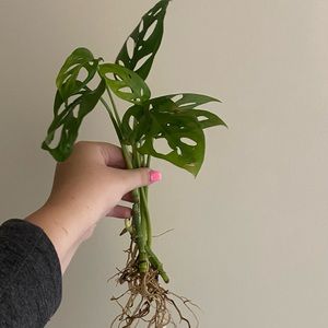 Fully rooted monstera adansonia!